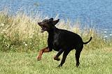 DOBERMANN 1046